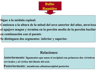 Bulbo  Raquídeo  Sigue a la médula espinal.  Comienza a la altura de la mitad del arco anterior del atlas, atraviesa el agujero magno y termina en la porción media de la porción bacilar  en continuación con el puente. Se distinguen dos segmentos: inferior y superior.  Relaciones : Anteriormente:  ligamentos que unen el occipital con primeras dos vértebras cervicales y al vértice del diente del axis. Posteriormente:  membrana atlantooccipital posterior 