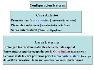 Configuración Externa: Caras Laterales : Prolongan los cordones laterales de la médula espinal Parte anterosuperior ocupada por la  Oliva bulbar   (1.5cm x 0.5) Separadas de la cara posterior por el  surco posterolateral   (emergen  de los filetes radiculares  de los nervios accesorios, vago, glosofaríngeo) Cara Anterior : Presenta una  fisura anterior  (  surco medio anterior) Pirámides anteriores  ( a ambos lados de la fisura) Surco anterolateral  (filetes del hipogloso) 