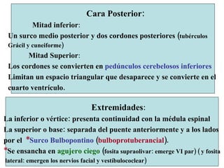 Cara Posterior: Mitad inferior :   Un surco medio posterior y dos cordones posteriores ( tubérculos Grácil y cuneiforme) Mitad Superior : Los cordones se convierten en  pedúnculos cerebelosos inferiores Limitan un espacio triangular que desaparece y se convierte en el  cuarto ventrículo. Extremidades :  La inferior o vértice: presenta continuidad con la médula espinal La superior o base: separada del puente anteriormente y a los lados por el  * Surco Bulbopontino  ( bulboprotuberancial ).  * Se ensancha en  agujero ciego  ( fosita supraolivar: emerge VI par) ( y fosita lateral: emergen los nervios facial y vestíbulococlear) 
