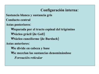 Configuración interna: Sustancia blanca y sustancia gris Conducto central Astas posteriores:  Separada por el tracto espinal del trigémino Núcleo grácil (de Goll) Núcleo cuneiforme (de Burdach) Astas anteriores:  Se divide en cabeza y base Se mezclan las sustancias denominándose  Formación reticular 