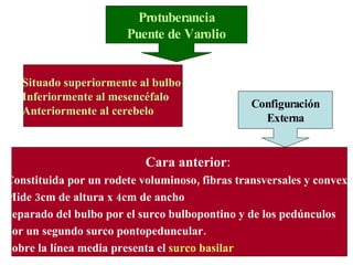 Situado superiormente al bulbo  Inferiormente al mesencéfalo Anteriormente al cerebelo  Cara anterior : Constituida por un rodete voluminoso, fibras transversales y convexo Mide 3cm de altura x 4cm de ancho Separado del bulbo por el surco bulbopontino y de los pedúnculos por un segundo surco pontopeduncular. Sobre la línea media presenta el  surco basilar Configuración Externa Protuberancia Puente de Varolio 