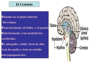 Situado en el plano inferior  del cráneo. Posteriormente al bulbo  y al puente Inferiormente a los hemisferios  cerebrales. Es alargado y mide 10cm de alto, 5cm de ancho y 6cm en sentido anteroposposterior. El Cerebelo 