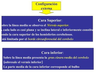 Cara inferior : Sobre la línea media presenta la  gran cisura media del cerebelo (sobresale el vermis inferior) La parte media de la cara inferior corresponde al bulbo Cara Superior : Sobre la línea media se observa el  Vermis superior. A cada lado es casi plana y se inclina lateral e inferiormente constitu- yendo la cara superior de los hemisferios cerebelosos.  Está limitada por el  borde circunferencial del cerebelo Configuración externa 