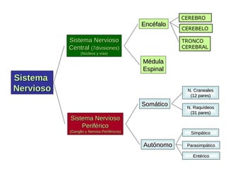 Sistema Nervioso Periférico (Ganglio y Nervios Periféricos) Encéfalo Médula Espinal Somático Autónomo Simpático Parasimpático Entérico N. Craneales (12 pares) N. Raquídeos (31 pares) Sistema  Nervioso Sistema Nervioso Central  (7divisiones) (Núcleos y vías) CEREBRO  CEREBELO  TRONCO  CEREBRAL 