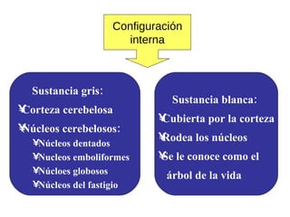 Configuración interna Sustancia gris:  Corteza cerebelosa Núcleos cerebelosos: Núcleos dentados Nucleos emboliformes  Núcloes globosos Núcleos del fastigio  Sustancia blanca:  Cubierta por la corteza Rodea los núcleos  Se le conoce como el  árbol de la vida 
