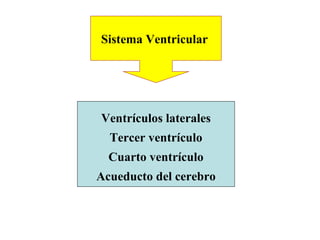 Ventrículos laterales Tercer ventrículo Cuarto ventrículo Acueducto del cerebro Sistema  Ventricular  