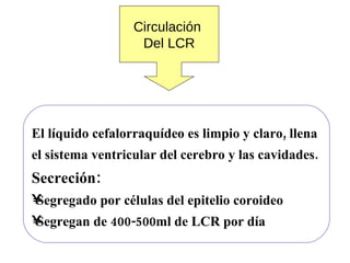 Circulación  Del LCR El líquido cefalorraquídeo es limpio y claro, llena  el sistema ventricular del cerebro y las cavidades.  Secreción: Segregado por células del epitelio coroideo Segregan de 400-500ml de LCR por día  