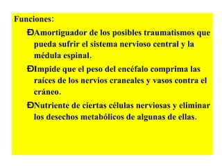 Funciones: Amortiguador de los posibles traumatismos que pueda sufrir el sistema nervioso central y la médula espinal. Impide que el peso del encéfalo comprima las raíces de los nervios craneales y vasos contra el cráneo.  Nutriente de ciertas células nerviosas y eliminar los desechos metabólicos de algunas de ellas. 