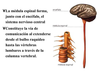 La médula espinal forma, junto con el encéfalo, el sistema nervioso central Constituye la vía de comunicación al extenderse desde el bulbo raquídeo hasta las vértebras lumbares a través de la columna vertebral.  