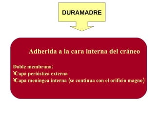 DURAMADRE Adherida a la cara interna del cráneo Doble membrana: Capa perióstica externa Capa meníngea interna (se continua con el orificio magno) 