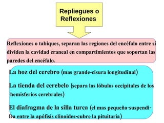 Repliegues o Reflexiones   La hoz del cerebro  (mas grande-cisura longitudinal) La tienda del cerebelo  (separa los lóbulos occipitales de los hemisferios cerebrales) El diafragma de la silla turca  (el mas pequeño-suspendi- Da entre la apófisis clinoides-cubre la pituitaria) Reflexiones o tabiques, separan las regiones del encéfalo entre  sí dividen la cavidad craneal en compartimientos que soportan las paredes del encéfalo. 