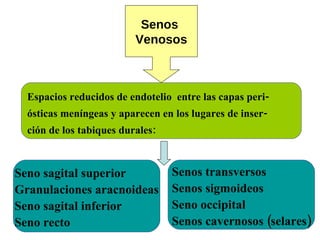 Senos  Venosos Espacios reducidos de endotelio  entre las capas peri- ósticas meníngeas y aparecen en los lugares de inser- ción de los tabiques durales: Seno sagital superior Granulaciones aracnoideas Seno sagital inferior Seno recto Senos transversos Senos sigmoideos Seno occipital Senos cavernosos (selares) 