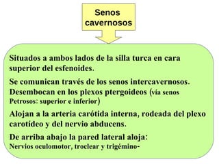Senos  cavernosos Situados a ambos lados de la silla turca en cara  superior del esfenoides. Se comunican través de los senos intercavernosos. Desembocan en los plexos ptergoideos  (vía senos Petrosos: superior e inferior) Alojan a la arteria carótida interna, rodeada del plexo  carotídeo y del nervio abducens. De arriba abajo la pared lateral aloja:  Nervios oculomotor, troclear y trigémino- 