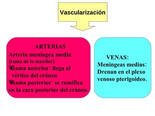 Vascularización   ARTERIAS Arteria meníngea media   (rama de la maxilar) Rama anterior: llega al  vértice del cráneo Rama posterior: se ramifica  en la cara posterior del cráneo. VENAS: Meníngeas medias:  Drenan en el plexo  venoso pterigoideo. 