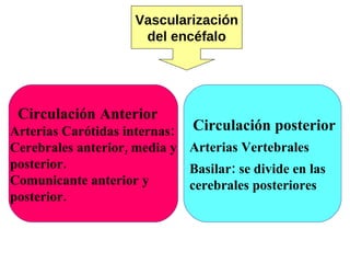 Vascularización del encéfalo Circulación Anterior Arterias Carótidas internas: Cerebrales anterior, media y posterior. Comunicante anterior y posterior. Circulación posterior Arterias Vertebrales  Basilar: se divide en las cerebrales posteriores  