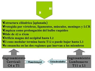 Médula  Espinal Estructura cilíndrica (aplanada) Protegida por vértebras, ligamentos, músculos, meninges y LCR Empieza como prolongación del bulbo raquídeo Mide de 42 a 45cm  Orificio magno del occipital hasta L2 El cono medular termina hasta T12 o puede bajar hasta L3 Se ensancha en las dos regiones que inervan a los miembros   Engrosamiento Cervical: C4 a T1 Engrosamiento  Lumbosacro  T11 a L1 Plexo braquial Cola de caballo 