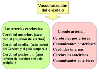 Vascularización del encéfalo Las arterias cerebrales: Cerebral anterior:  (caras  medial y superior del cerebro) Cerebral media:  (cara lateral  del Cerebro y el polo temporal) Cerebral posterior: ( cara  inferior del cerebro y el polo  occipital) Circulo  arterial: Cerebrales posteriores Comunicantes posteriores Carótidas internas Cerebrales anteirioes Comunicantes anteriores 