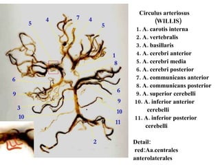 Circulus arteriosus  (WILLIS)   1. A. carotis interna   2. A. vertebralis   3. A. basillaris   4. A. cerebri anterior   5. A. cerebri media   6. A. cerebri posterior   7. A. communicans anterior   8. A. communicans posterior   9. A. superior cerebelli  10. A. inferior anterior  cerebelli  11. A. inferior posterior  cerebelli   Detail:  red:Aa.centrales anterolaterales  