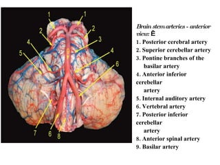 Brain stem arteries - anterior view:    1. Posterior cerebral artery 2. Superior cerebellar artery 3. Pontine branches of the  basilar artery 4. Anterior inferior cerebellar artery 5. Internal auditory artery 6. Vertebral artery 7. Posterior inferior cerebellar artery 8. Anterior spinal artery 9. Basilar artery 