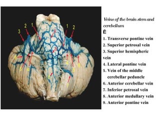 Veins of the brain stem and cerebellum    1. Transverse pontine vein 2. Superior petrosal vein 3. Superior hemispheric vein 4. Lateral pontine vein 5. Vein of the middle  cerebellar peduncle 6. Anterior cerebellar vein 7. Inferior petrosal vein 8. Anterior medullary vein 9. Anterior pontine vein   
