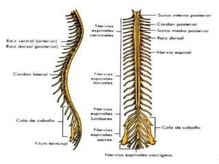 EU-Lic. René Castillo F. 