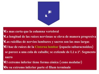 Médula Espinal del Adulto   Es mas corta que la columna vertebral La longitud de las raíces nerviosas se eleva de manera progresiva Las raicillas de nervios lumbares y sacros son las mas largas El haz de raíces de la  Cisterna lumbar  (espacio subaracnoideo)  se parece a una cola de caballo; se extiende de L2 a 2º. Segmento  sacro  El extremo inferior tiene forma cónica ( cono medular) De su extremo inferior parte el filum terminale 