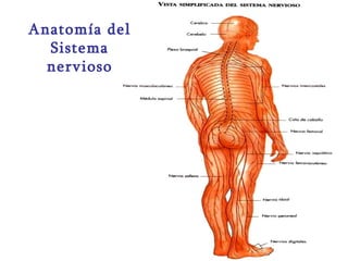Anatomía del Sistema nervioso 