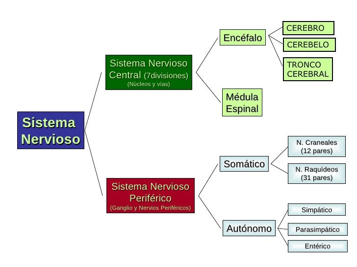 Mapa Conceptual Del Sistema Nervioso Para Sexto Grado De Primaria ...