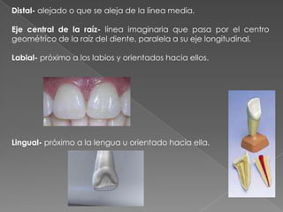 •Mesial - hacia la línea media

•Oclusal -hacia la superficie de mordida de un diente posterior.




Superficie distal-car...