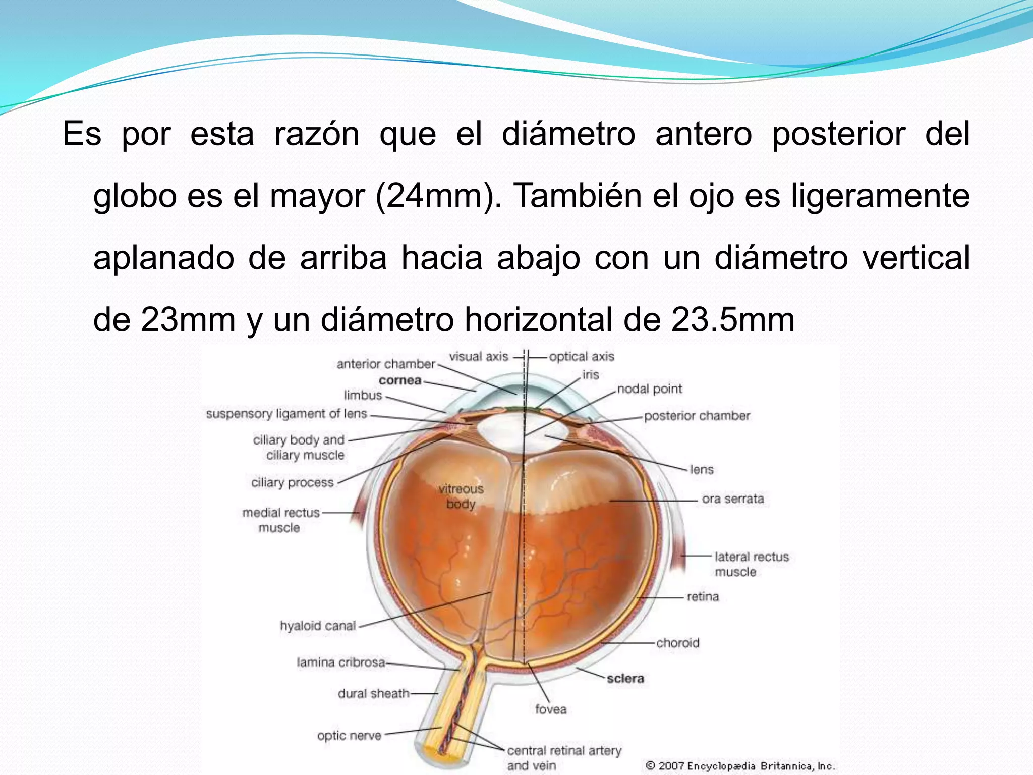 Anatomía túnica fibrosa