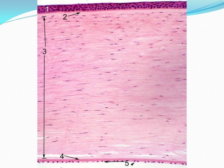Anatomía túnica fibrosa