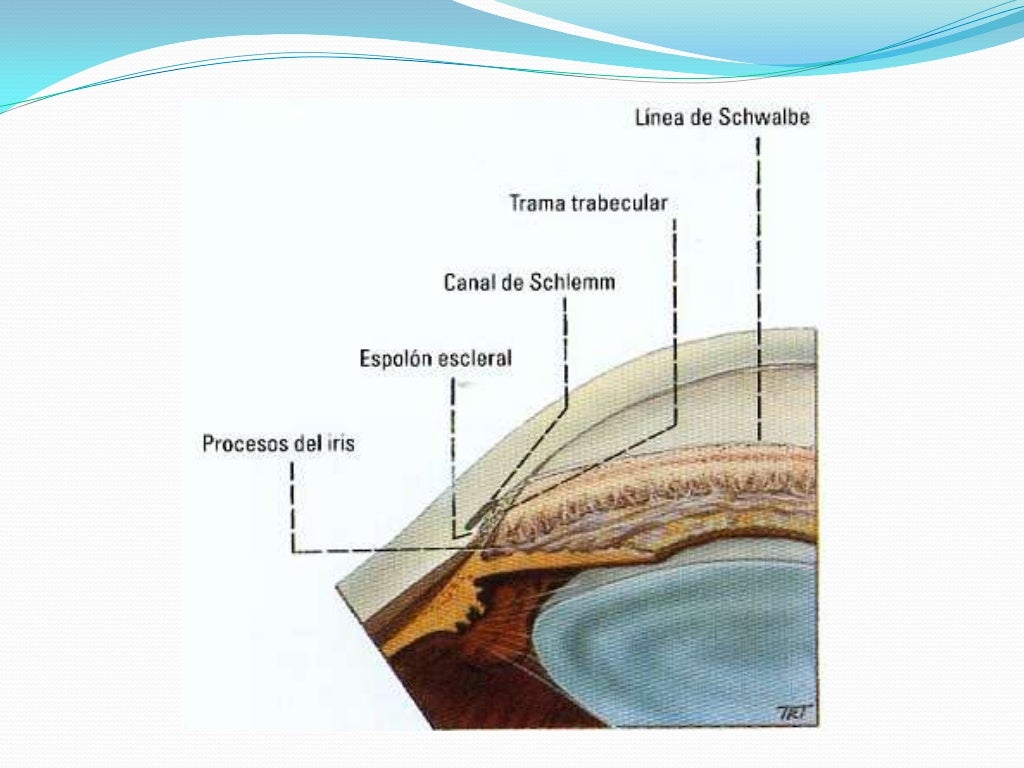 Anatomía túnica fibrosa