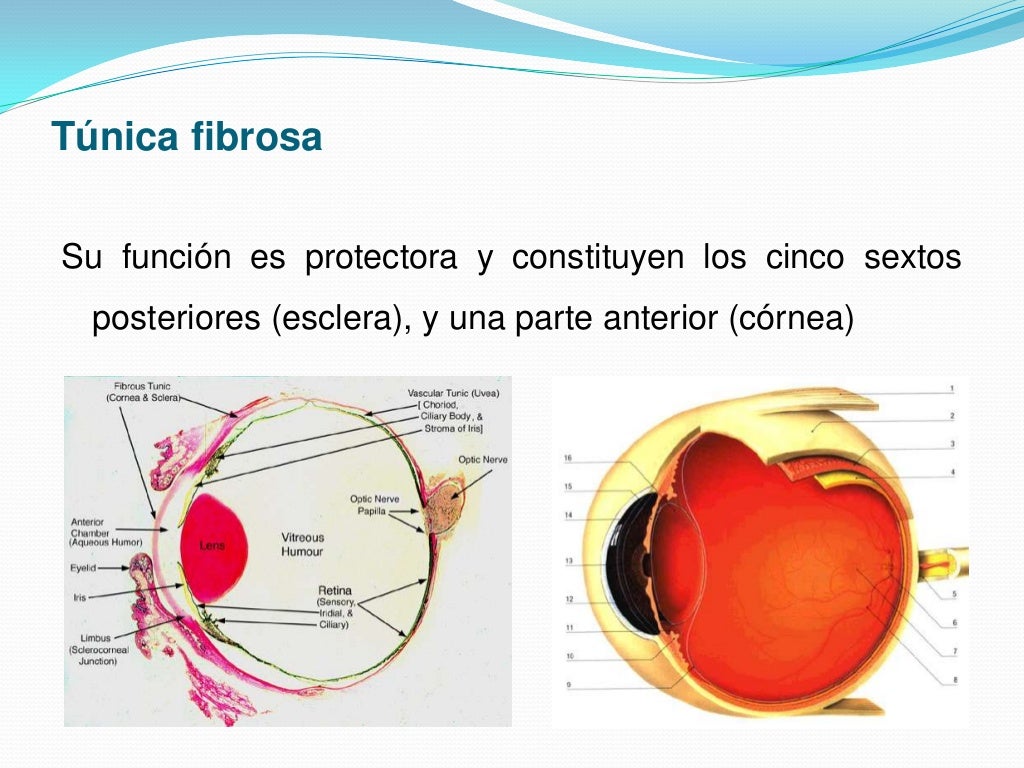 Anatomía túnica fibrosa