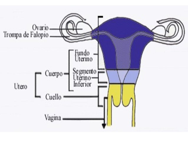 Anatoma yfisiologadelaparatoreproductorfemenino