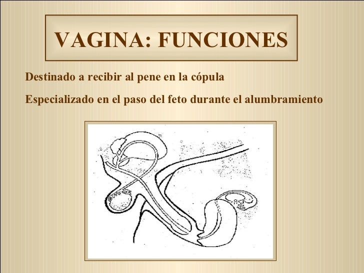 Pequeño pyatnyshko sobre la cabeza del miembro