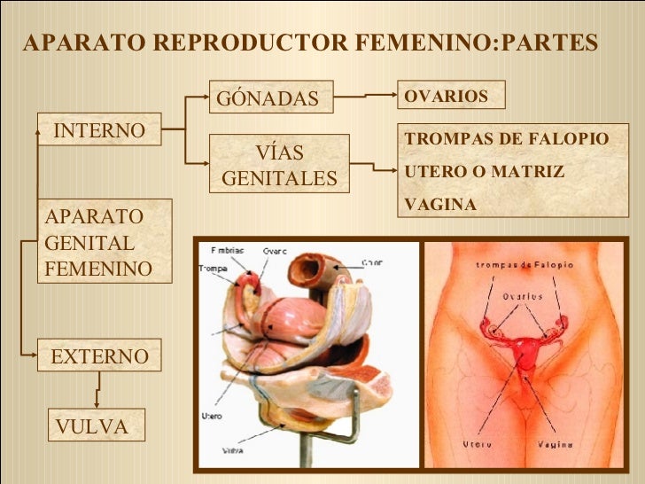 vestibulo anatomia femenina anatom 237 a y fisiolog 237 a del aparato reproductor femenino vestibulo anatomia femenina anatom 237 a y fisiolog 237 a del aparato reproductor femenino