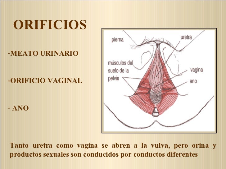 vestibulo feminino anatom 237 a y fisiolog 237 a del aparato reproductor femenino vestibulo feminino anatom 237 a y fisiolog 237 a del aparato reproductor femenino