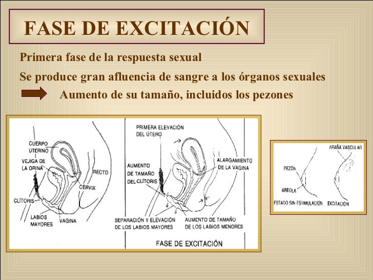 Porno los relatos sobre los pequeños miembros