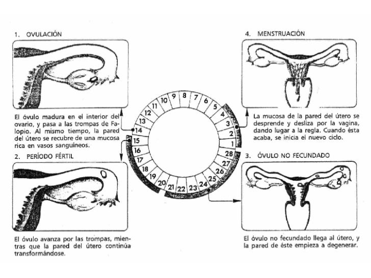 Anatomía Y Fisiología del Aparato Reproductor Femenino