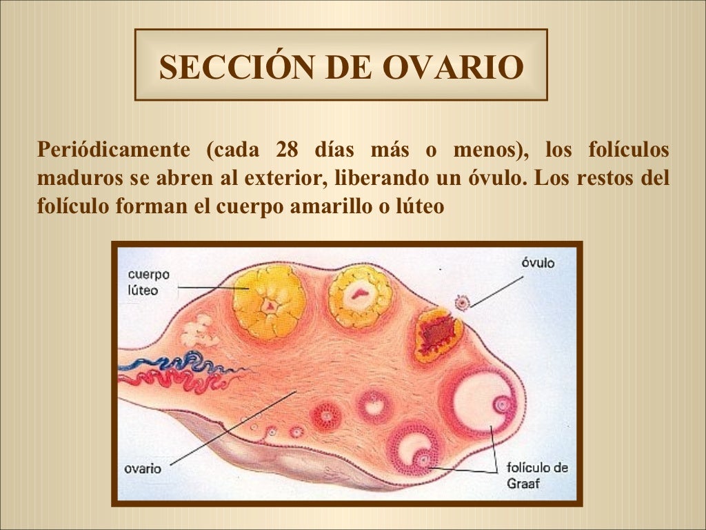 Anatomia Y Fisiologia Del Aparato Reproductor Femenino