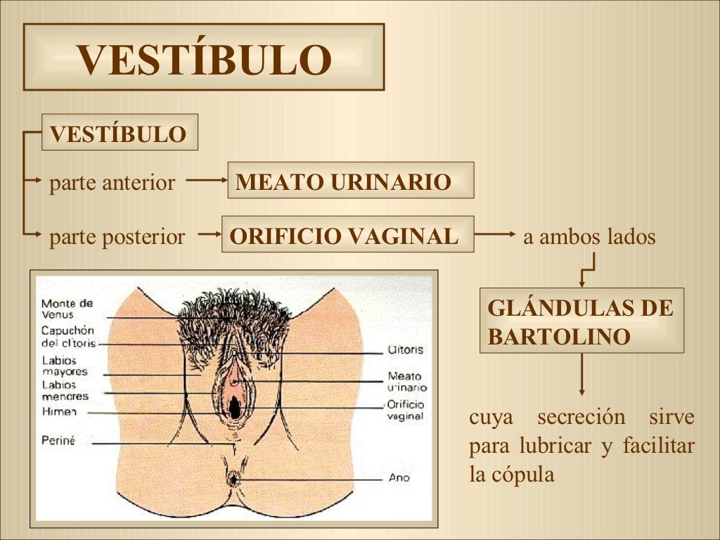 Anatomía Y Fisiología Del Aparato Reproductor Femenino