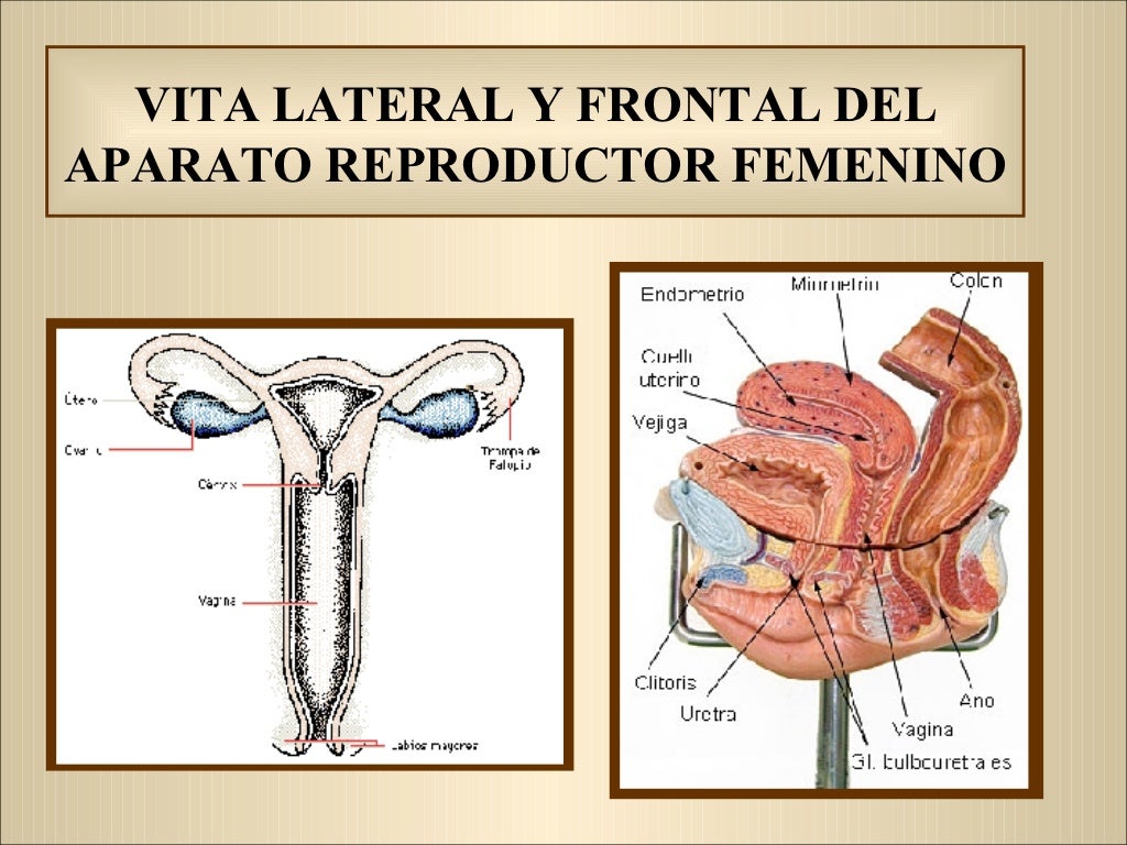 Anatomía Y Fisiología Del Aparato Reproductor Femenino