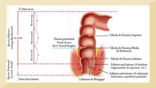 ANATOMÍA DE RECTO , ANO , ESTRUCTURACIÓN, CIRCULACIÓN Y REFERENCIAS ...