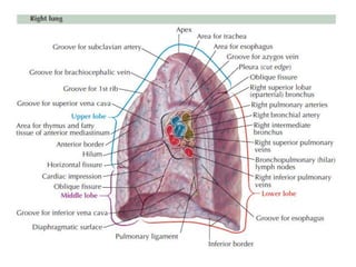 Comprehensive Anatomy and Physiology of the Thorax and Respiratory ...