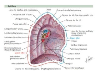 Comprehensive Anatomy and Physiology of the Thorax and Respiratory ...