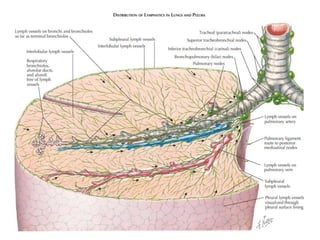 Comprehensive Anatomy and Physiology of the Thorax and Respiratory ...