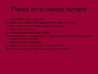 Planos en el cuerpo humano Plano sagital o antero posterior. Es vertical i se extiende desde la parte anterior hasta la posterior. Divide el cuerpo en dos mitades, derecha e izquierda. Plano frontal o coronal Es vertical, perpendicular al plano sagital. Divide el cuerpo en una mitad ventral i la otra dorsal permitiendo orientarnos en la posición antero posterior.  Plano horizontal o transversal. Es paralelo al piso y perpendicular a los dos anteriores. Divide el cuerpo en una mitad superior y en otra de inferior. 