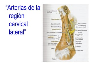 “Arterias de la
región
cervical
lateral”
 