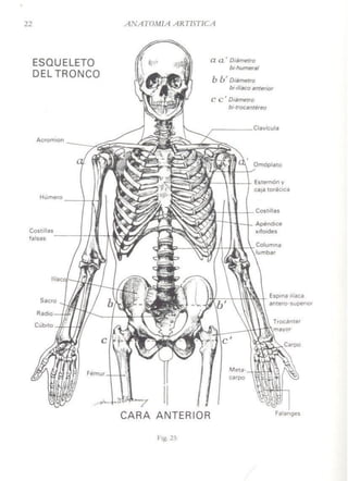 Anatomía artística del hombre - 916377414