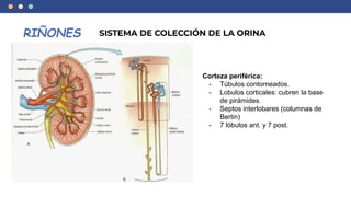 Anatomia y fisiologia del tracto urinario superior | PDF